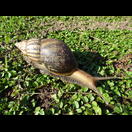 Eine prächtige Schnecke